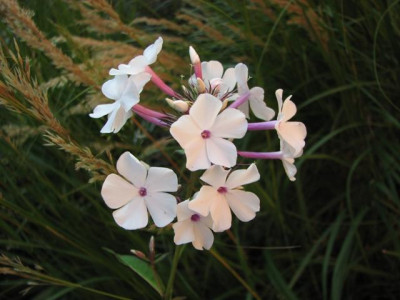nirwana-2013-10-01_041kk.jpg