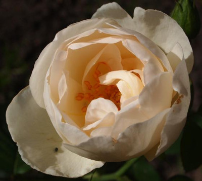 The-Nun-09.07.11GP.jpg