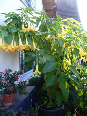 Datura.gelg.13-1a.jpg