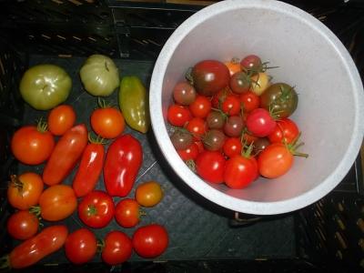 TomatendieseWoche.jpg