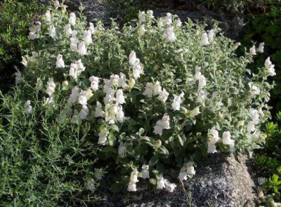 Antirrhinum_hispanicum_2005-07-04.JPG