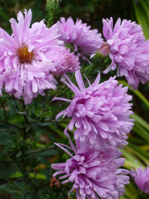 Aster-unbekannt.13-1a.jpg