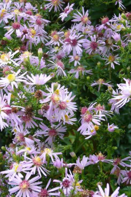 Aster-Samling-13-5a.jpg