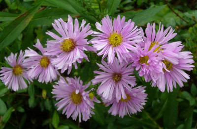 Aster-Samling-13-4a.jpg