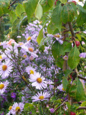 Aster-Samling-laevis-13-2a.jpg