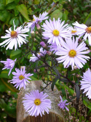 Aster-Samling-laevis-13-1a.jpg