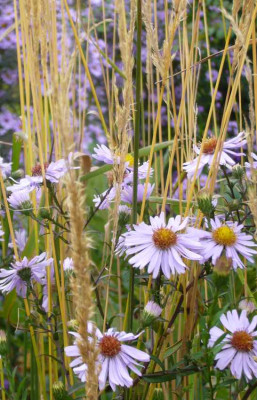 Aster-Samling-laevis-13-3a.jpg