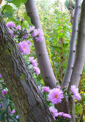 Aster-Samling-13-2a.jpg