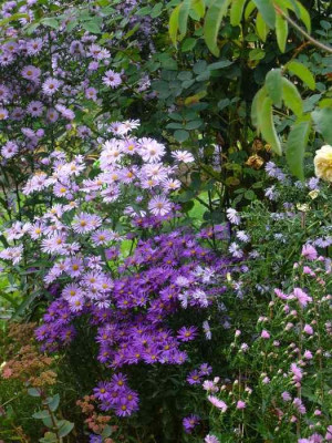 Aster-Samling-13-3a.jpg