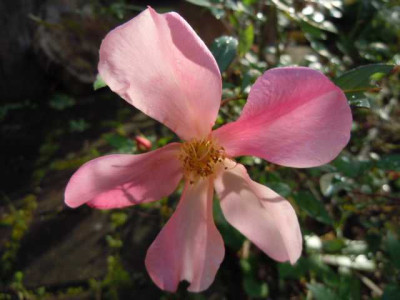 Okt_Wiese_Bluten_022.JPG