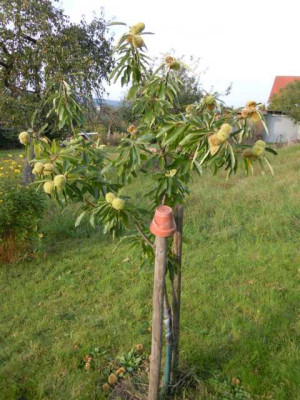 Okt_Wiese_Bluten_037.JPG
