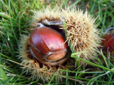 Okt_Wiese_Bluten_039.JPG