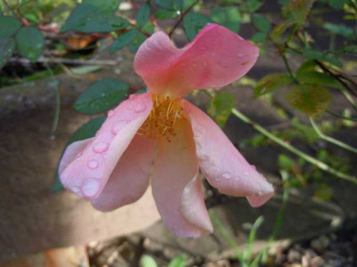 Okt_Wiese_Bluten_023.JPG