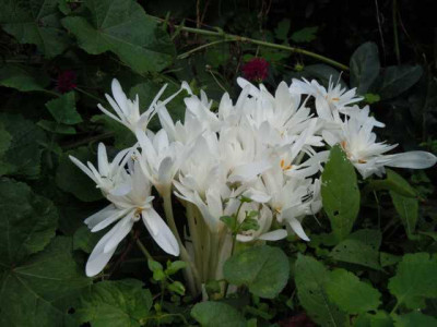 Okt_Wiese_Bluten_004.JPG