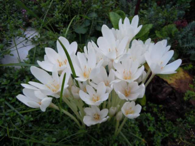 Okt_Wiese_Bluten_002.JPG