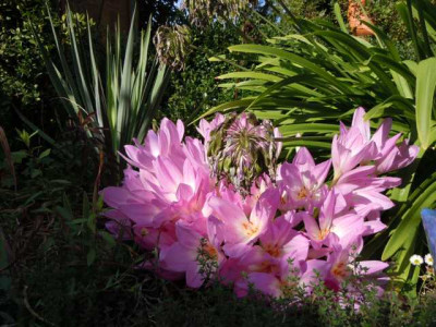 Okt_Wiese_Bluten_001.JPG