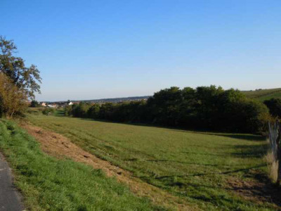 Okt_Wiese_Bluten_014.JPG