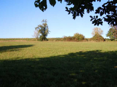 Okt_Wiese_Bluten_007.JPG