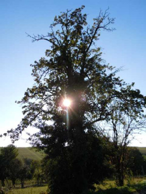 Okt_Wiese_Bluten_015.JPG