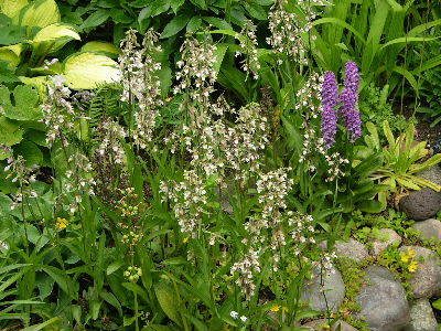 viel_epipactis.JPG