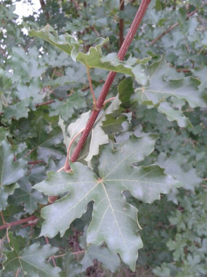 Baum_Blatt_klein.jpg