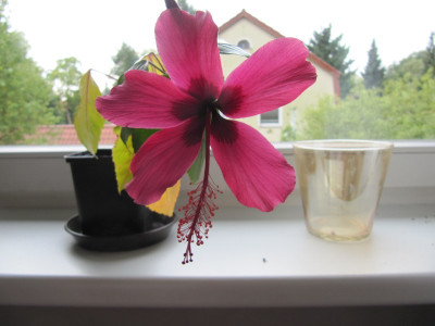 Dainty_Pink_131005.jpg