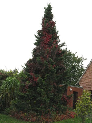Picea_omorika_800x600.jpg