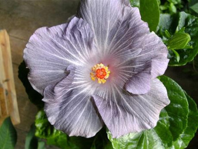 hibiskus_moorea.jpg