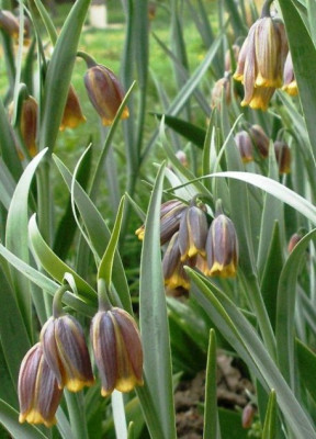 HBV_2005-04-25_fritilaria_uva_vulpis_schnitt.jpg