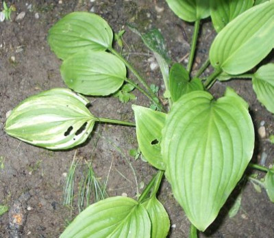 streifenhosta.jpg