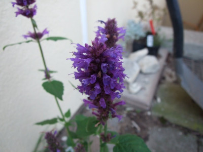 DSCF7123.JPG
