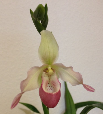 Phragmipedium_10-2013_800x800_80KB.jpg