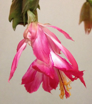 Schlumbergera_orssichiana_10-2013_800x800_80KB.jpg