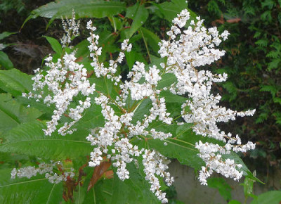 Persicaria_wallichii_Polygonum_wallichii.jpg