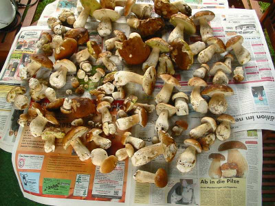 Ab_in_die_Pilze_7.10.13.jpg