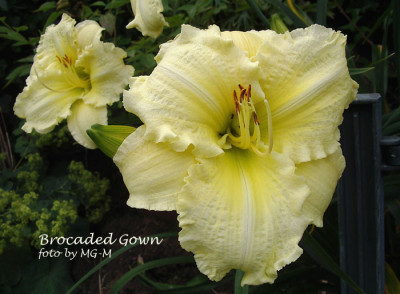 Imgp1803BrocGown.jpg