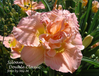 Imgp1770SilDClassic.jpg
