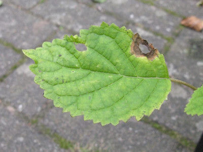 Samling_Laub_800x600.jpg