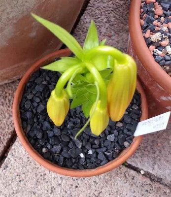 Lilium_carniolicum_Herbst_Kopie.jpg