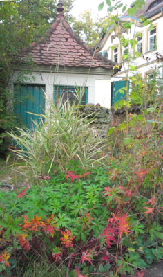 geranium_herbst.jpg