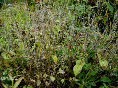Scutellaria-altissima-09101.jpg