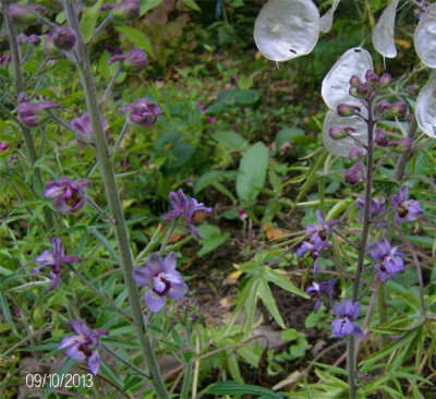 delphinium-staphisagria-091.jpg
