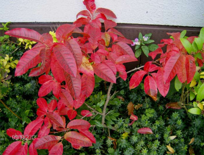 Oxydendron-arboreum-091013.jpg