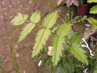 Sorbus_1_800x600.jpg