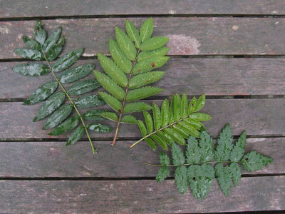 Sorbus_3_800x600.jpg