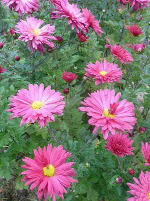 Chrysanthemum_CinderellaP10903971.jpg