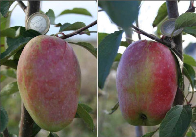 Kandil_Sinap_2013.jpg