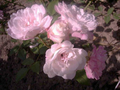 Princesse_Adelaide_de_Luxembourg.JPG