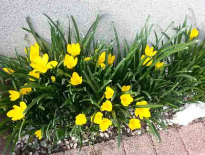 Sternbergia_lutea_Kopie.jpg
