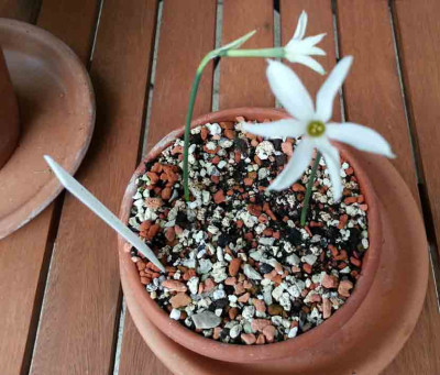 Narcissus_s..jpg